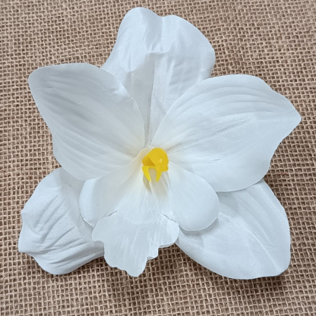 Orchidea hl.  / 6371