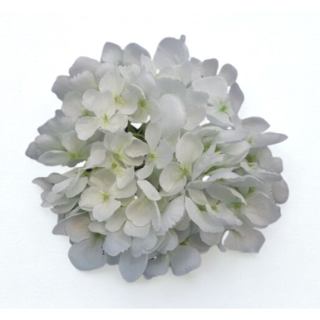 Hortenzia hl. / 7609