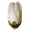 Protea hl. / 7613