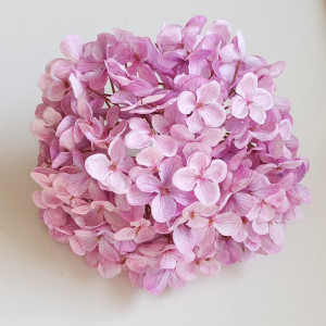 Hortenzia hl. / 7729