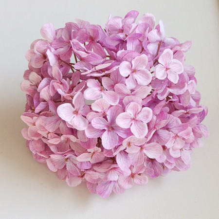 Hortenzia hl. / 7729