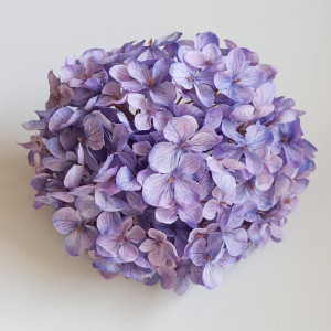 Hortenzia hl. / 7729