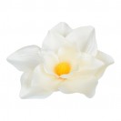 Magnólia hl. Vanilla / 945835