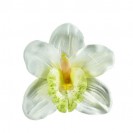 Orchidea hlava / 1015