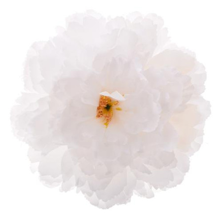 Pivonka hl. veľká / 1060