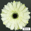 Gerbera hlava / 1313