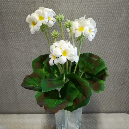 Kytica muškát / 102500