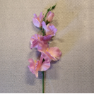 Gladiola ks / 1004