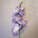 Gladiola ks / 1004