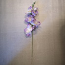 Gladiola ks / 1004