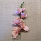 Gladiola ks / 1004
