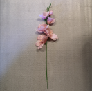 Gladiola ks / 1004