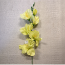 Gladiola ks / 1004