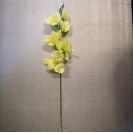 Gladiola ks / 1004