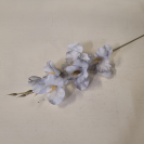 Gladiola ks / 1004