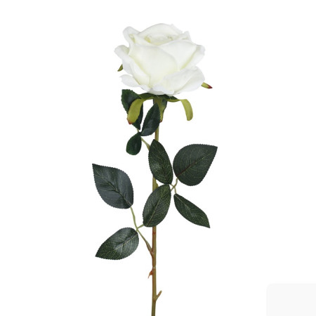 Ruža rozvinutá ks Cream / 111303