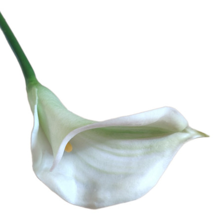 Kála ks White-Green / 112816