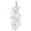 Gladiola ks / 1190