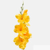 Gladiola / 1190