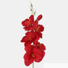 Gladiola ks / 1190