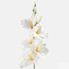 Gladiola ks / 1190