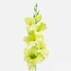 Gladiola ks / 1190