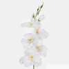 Gladiola ks / 1190