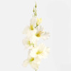 Gladiola ks / 1190