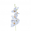 Gladiola ks / 1302