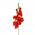 Gladiola ks / 1302