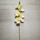 Gladiola ks / 1302