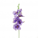 Gladiola ks / 1302