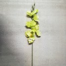 Gladiola ks / 1302