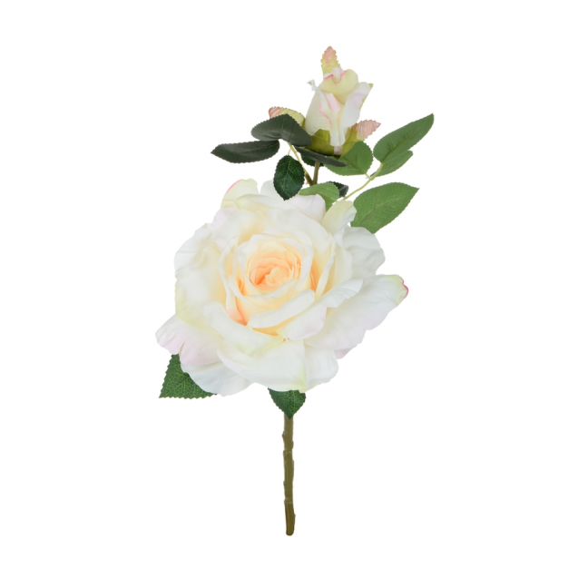 Ruža rozkvitnutá s pukom ks / 1359