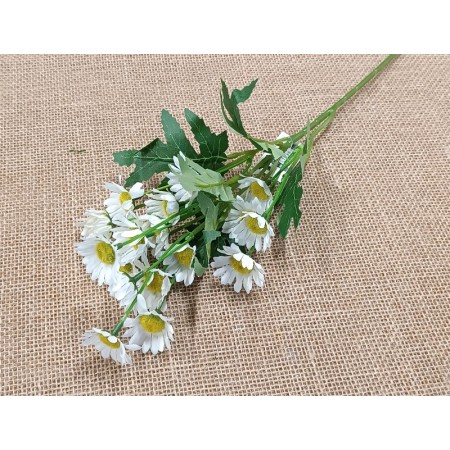 Margarétka trs White / 147701