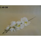 Gladiola ks / 1777
