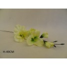 Gladiola ks / 1777