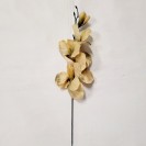 Gladiola ks Green / 177745