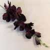 Gladiola ks / 1787