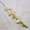Gladiola ks / 1806