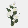 Eustoma Cream ks / 187201