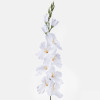 Gladiola ks / 1900