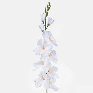 Gladiola ks / 1900