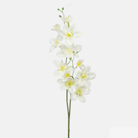 Orchidea 2-stonková / 2284