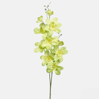 Orchidea 2-stonková / 2284