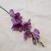 Gladiola ks / 2300