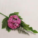 Hortenzia pick Mix / 237673