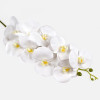 Orchidea White ks / 249501