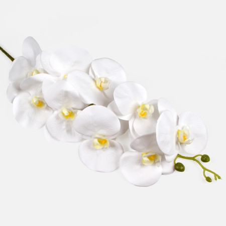 Orchidea White ks / 249501