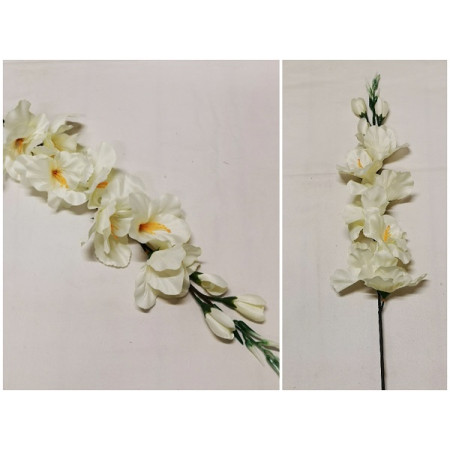 Gladiola ks XL / 2590